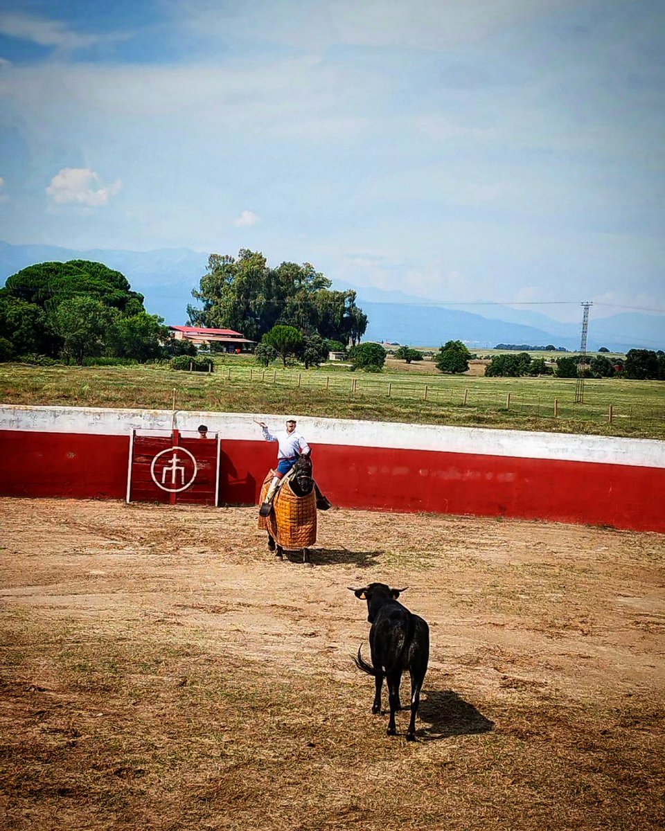 MC_huertasvega's tweet photo. Bien picaor! @maruganivangarcia #hayquepicar #tienta #bravas #vacas #picar #varas #peto #ganaderiacristinahuertas #ganadobravo #faenas #faenasganaderas #selección #genética #delejos https://t.co/Y0ObLuZIG6