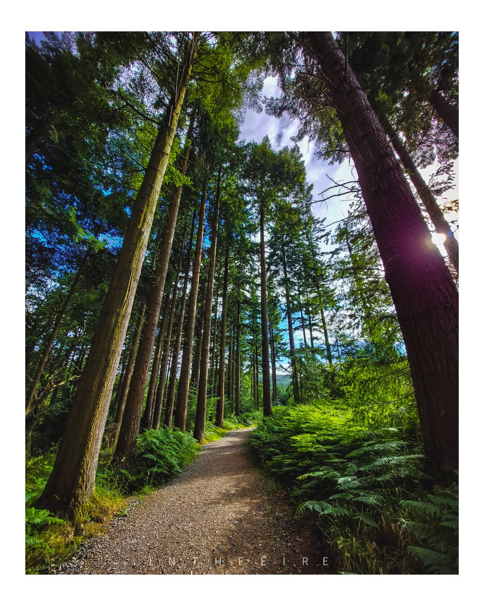 One of my favourite spots in Ireland, beautiful place 😍

📍 Tollymore Forest Park, Down, Ireland

4K videos on my YouTube channel, link in bio 📽

#northernireland #countydown #tollymore #trees #nature #summer #sunshine #woodland #tall #height #hike #photooftheday @ThePhotoHour