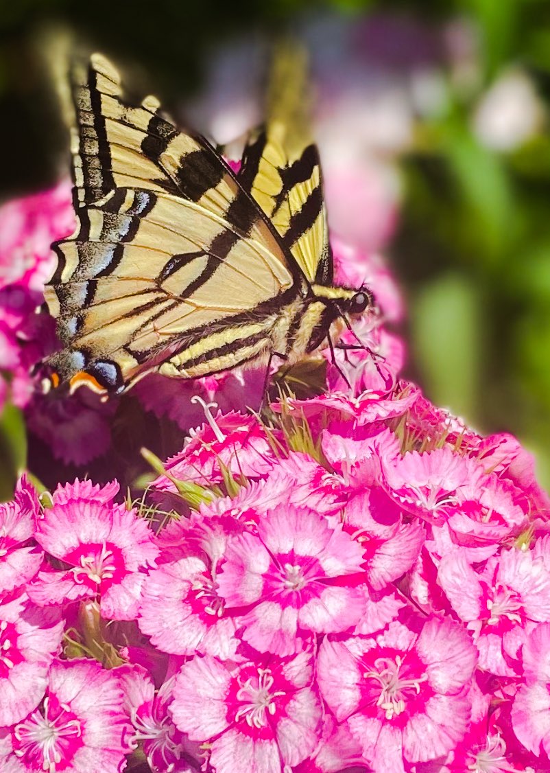 Hello from my backyard. iPhone photo. #butterfly #wildflowers #naturelover #PNWlife #TuesdayBlessings