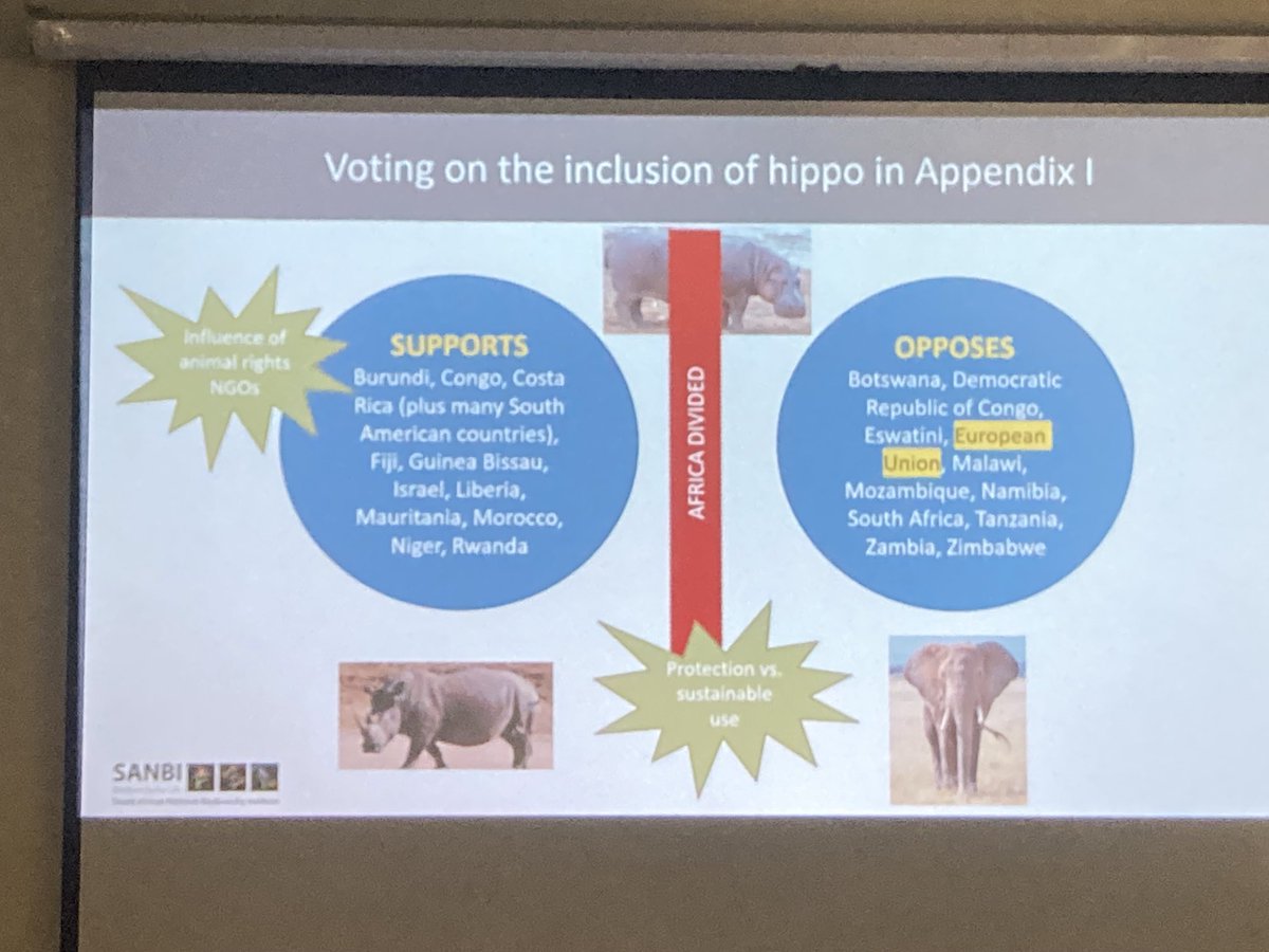 Is hippo protection a political decision? On the political ecology of conservation panel discussing how EU and SA, main hippo traders, have opposed the high protection of hippo at ⁦@CITES⁩ #POLLEN23 ⁦@POLLENCon2023⁩ ⁦@PolEcoNet⁩