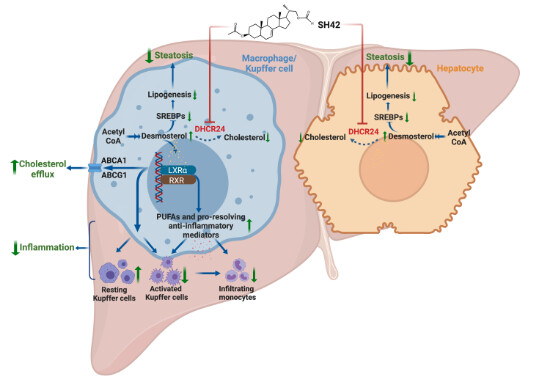 Hepatic Cell News (@hepaticcellnews) on Twitter photo .<a href="/LUMC_Leiden/">LUMC Leiden</a> researchers and collaborators show that inhibition of DHCR24 decreases liver #collagen content and plasma alanine transaminase levels in an established #NAFLD model.
🔓 #OpenAccess at <a href="/EmboMolMed/">EMBO Mol. Medicine</a>
bit.ly/46kjCW9 .<a href="/LUMC_Leiden/">LUMC Leiden</a> researchers and collaborators show that inhibition of DHCR24 decreases liver #collagen content and plasma alanine transaminase levels in an established #NAFLD model.
🔓 #OpenAccess at <a href="/EmboMolMed/">EMBO Mol. Medicine</a>
bit.ly/46kjCW9