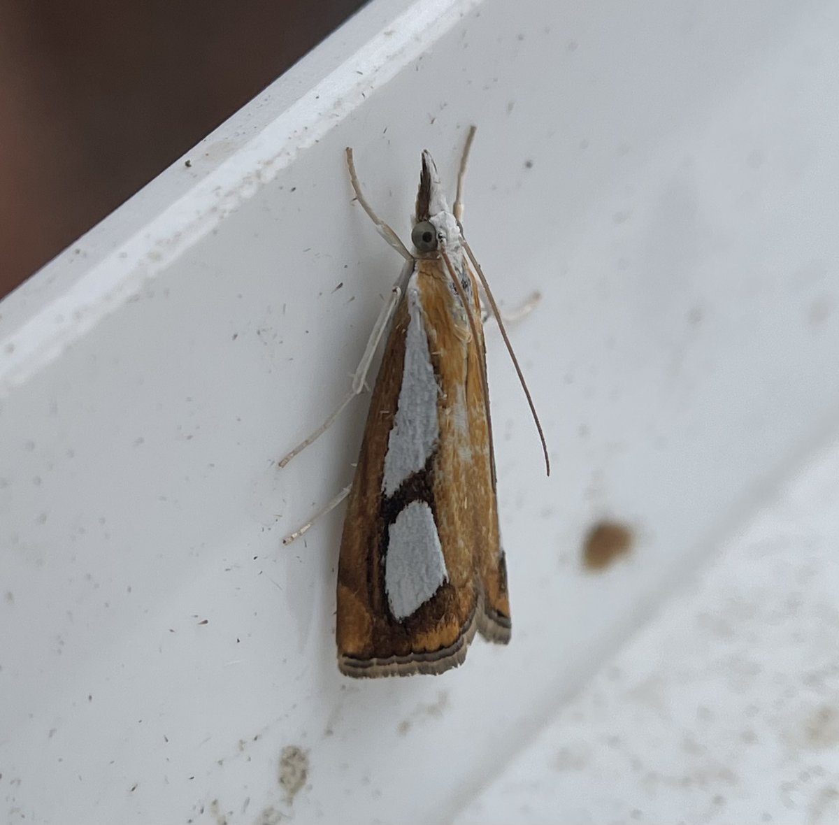 GarryNobbs's tweet photo. The trap was fairly busy again last night with 34 species.  Pictured are Elephant Hawk-Moth, Pearl Grass-veneer, Dingy Shears and Elder Pearl. https://t.co/7QV6yktuPX