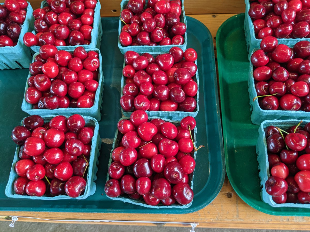 Scene today in Norfolk County! First of the season Ontario sweet cherries in time for #CanadaDay @growernews #ontag #buylocal