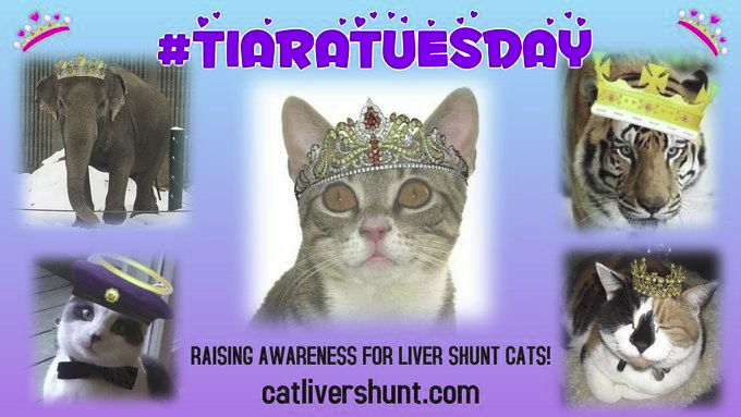 Free Tony The Tiger (@freetonytiger) on Twitter photo ๐#TiaraTuesday
โฅ<a href="/wahlacat/">Bobbie.</a> <a href="/NewttheCat/">Newt Liver Shunt Cat</a>
โฅ<a href="/lucyliberte/">Lucy</a> <a href="/IAmSmittyKitty/">Smitty</a>
๐
<a href="/TonyTiger2000/">Tony Tiger</a> LOVED:
๐#TiaraTuesday
๐#TrunksUpTuesday
๐ฏ#TigerTuesday
๐#ToonaToosday
๐#TapeeokaToosday
๐ฑRaising Awareness 4 Liver Shunt #Cats
๐catlivershunt.com
๐#FreeTonyTiger #TonyAlways ๐#TiaraTuesday
โฅ<a href="/wahlacat/">Bobbie.</a> <a href="/NewttheCat/">Newt Liver Shunt Cat</a>
โฅ<a href="/lucyliberte/">Lucy</a> <a href="/IAmSmittyKitty/">Smitty</a>
๐
<a href="/TonyTiger2000/">Tony Tiger</a> LOVED:
๐#TiaraTuesday
๐#TrunksUpTuesday
๐ฏ#TigerTuesday
๐#ToonaToosday
๐#TapeeokaToosday
๐ฑRaising Awareness 4 Liver Shunt #Cats
๐catlivershunt.com
๐#FreeTonyTiger #TonyAlways