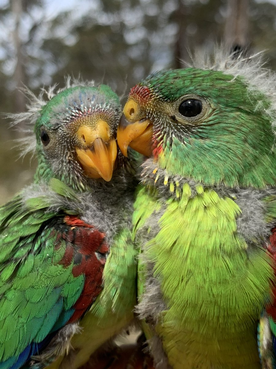 Good morning only to swift parrots- their breeding habitat is still being ruthlessly logged in Tasmania despite their critically endangered status
