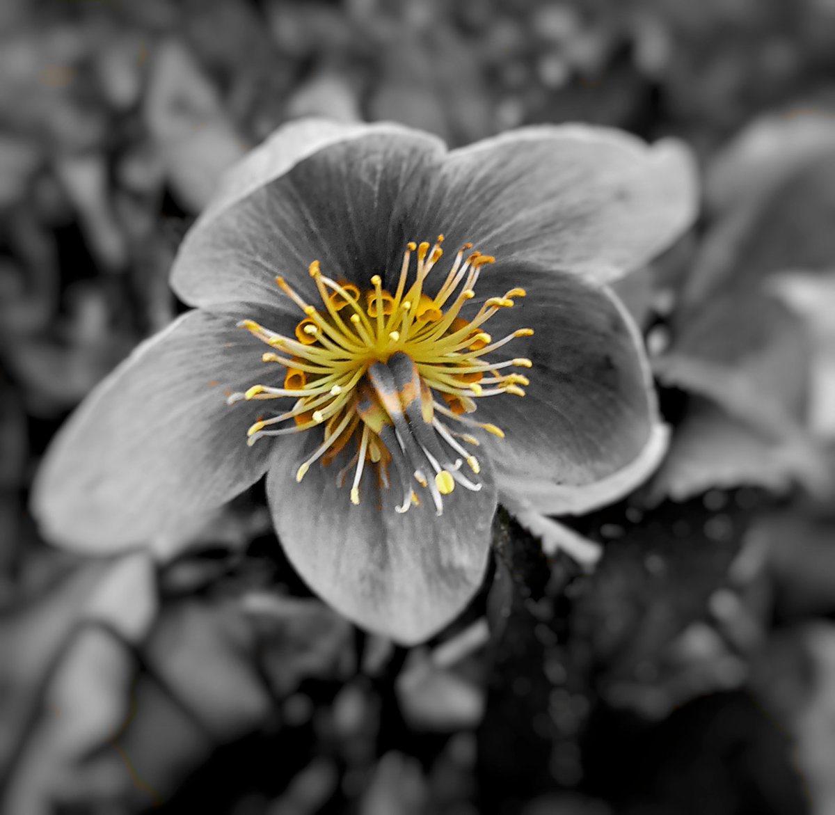 TheOriginalPOG's tweet photo. Helleborus, aka Lenten Rose, which one do you prefer? https://t.co/LtqDAIqaug