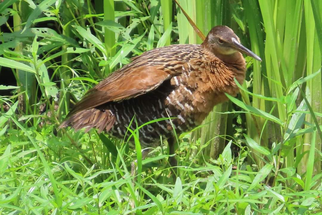 enjoyed great looks of a life King Rail at #HeinzNWR with #ExtraordinaryBirder #ChristianCooper