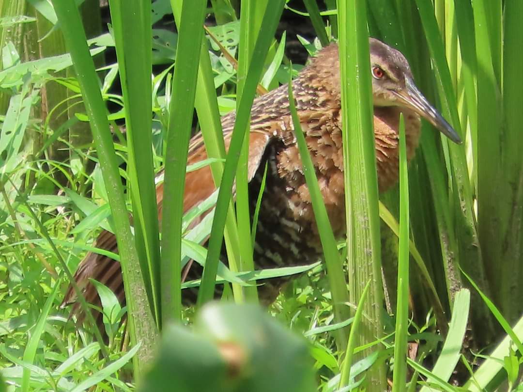 fledgingbirders's tweet photo. enjoyed great looks of a life King Rail at #HeinzNWR with #ExtraordinaryBirder #ChristianCooper https://t.co/RjZjt9kVIx