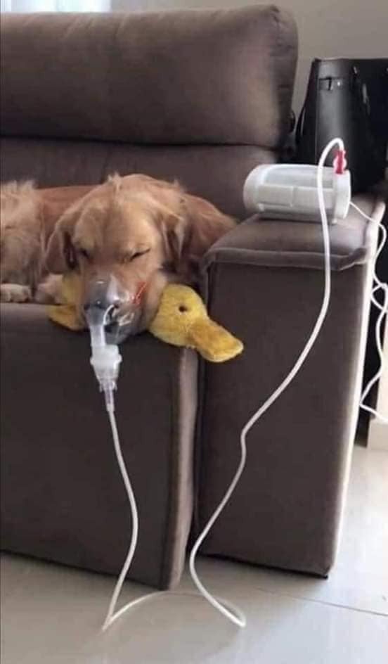 _B___S's tweet photo. Doggy has asthma and requires multiple nebulizations. But as long as he has his ducky with him, he know he is gonna be ok. https://t.co/VpWHiBozPP