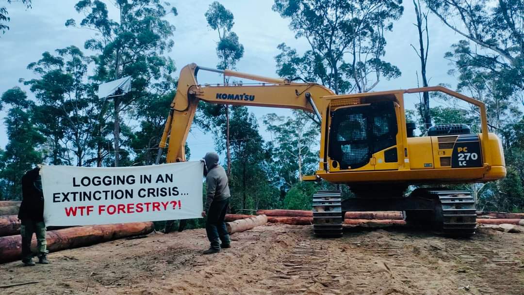 BREAKING: A Tree-Sitter has halted logging in Boambee State Forest this morning. 
A forest defender is suspended high in a tree-sit from a configuration of ropes, immobilising machinery, blocking all logging works ...
- @BelloActivists
#WorthMoreStanding