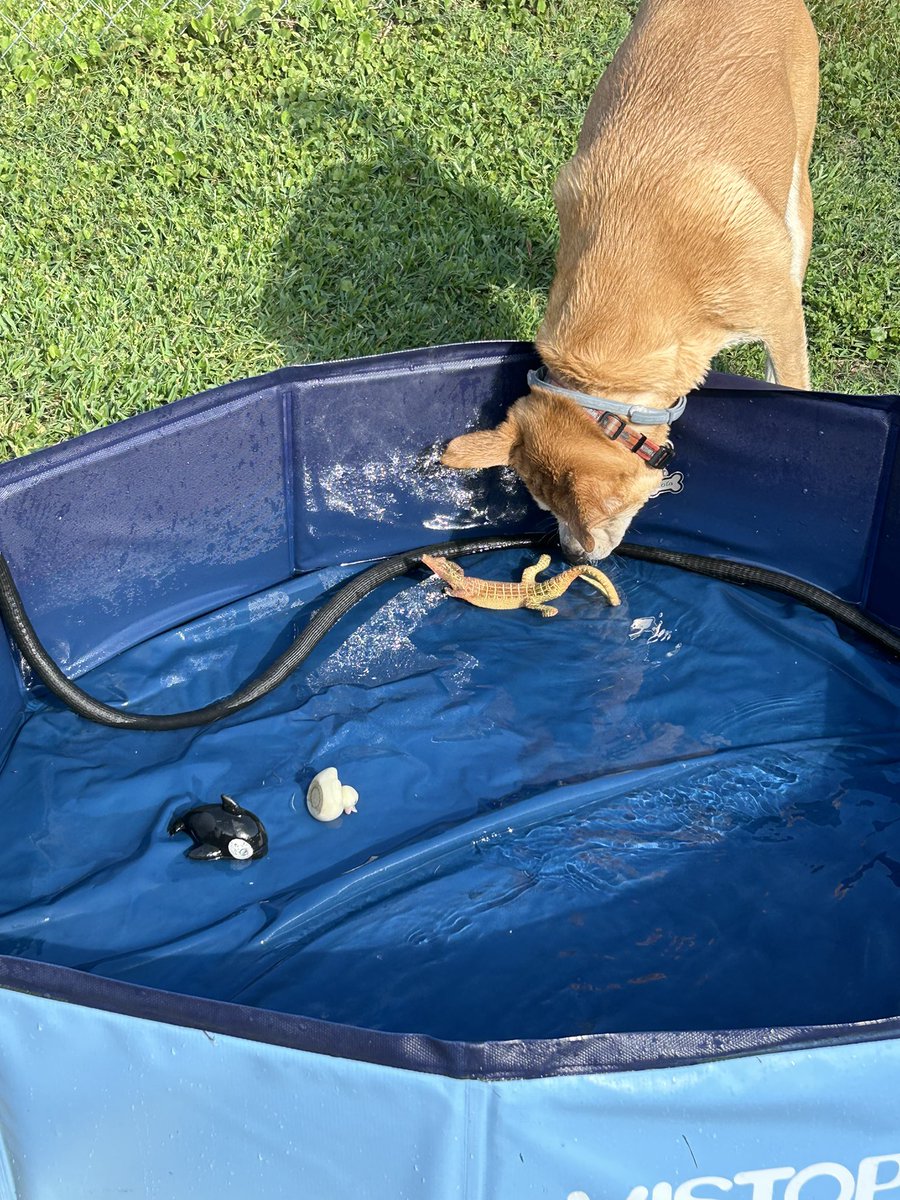 Jo & Sam 🌈 & Sargent Lola tweet media