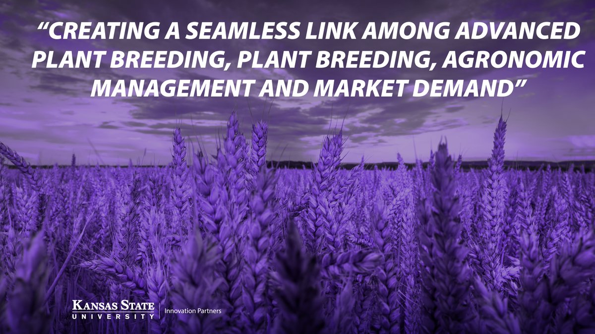 KStateIP's tweet image. New collaborative partnership between @KState , K-State Innovation Partners, @HeartlandPlant and @FarmStrategy will lead to demand-driven research and development, new wheat varieties with specific end-use traits and more. farmprogress.com/crops/partners…