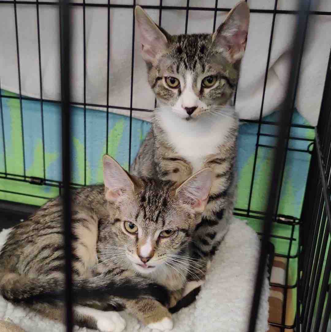 🐱 Katrina and her kittens Kalani, Kit, and Kennedy are battling ringworm and need a foster hero (or heroes) to provide a separate, easily cleanable space, like a spare bathroom! Treatment is simple: oral and topical meds for about five weeks.

#tlctuesday #catsoftwitter #foster