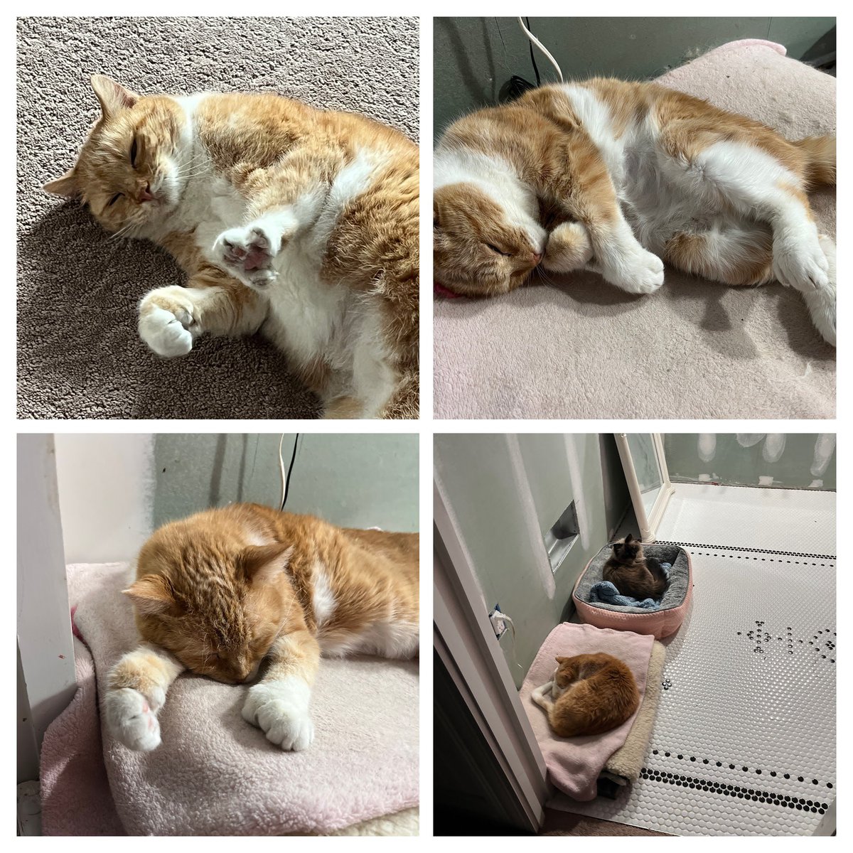 Helacat tweet media