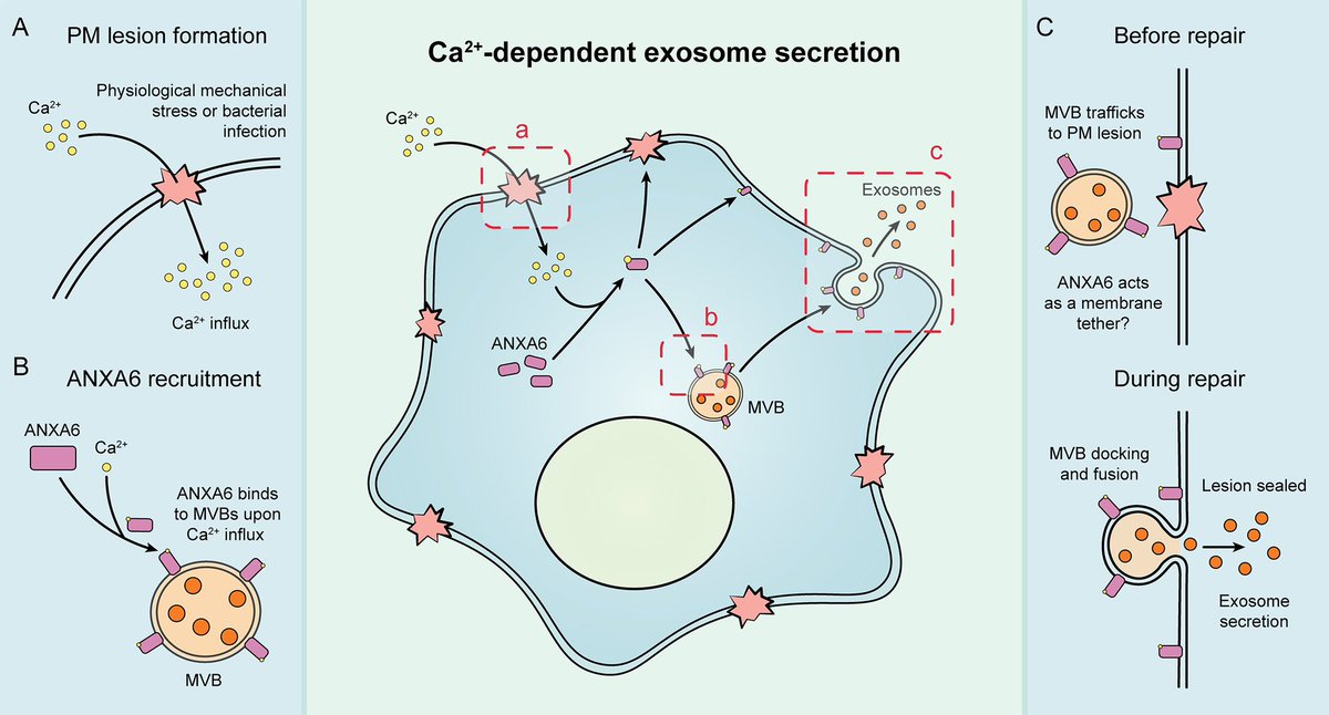 Jordan Ngo (@jordan_ngo1) on Twitter photo A late update, but mine and Justin’s paper was published in <a href="/eLife/">eLife - the journal</a> last month! We show, in both intact and permeabilized cells, that calcium influx upon plasma membrane wounding triggers #exosome secretion and that this process is mediated by Annexin A6!
doi.org/10.7554/eLife.… A late update, but mine and Justin’s paper was published in <a href="/eLife/">eLife - the journal</a> last month! We show, in both intact and permeabilized cells, that calcium influx upon plasma membrane wounding triggers #exosome secretion and that this process is mediated by Annexin A6!
doi.org/10.7554/eLife.…