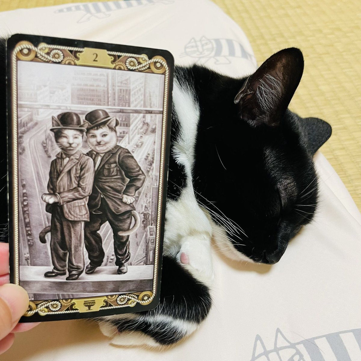 oraclerinko's tweet photo. 6/28つながる日🫶人との繋がりを感じる日💖相手に愛情や魅力を感じ心からわかり合いたいと思えるでしょう✨同じ目標に向けて協力し合えます🤝今日は本音を語り合いお互いの理解を深めましょう🥰 #2ofCUPS #暑いﾆｬ #タロット #猫 https://t.co/WWN9Y2YV5Z