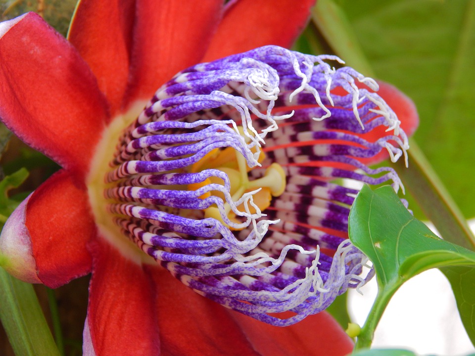 Passion Flower: Divine Love

…icflowersbeautifulblooms.blogspot.com/2023/06/passio…

#PassionFlower

#DivineLove

#FabulousFlowers  

#FantasticFlowers  

Beautiful blooms

Alien Flowers

Flowers from another world

otherworldly