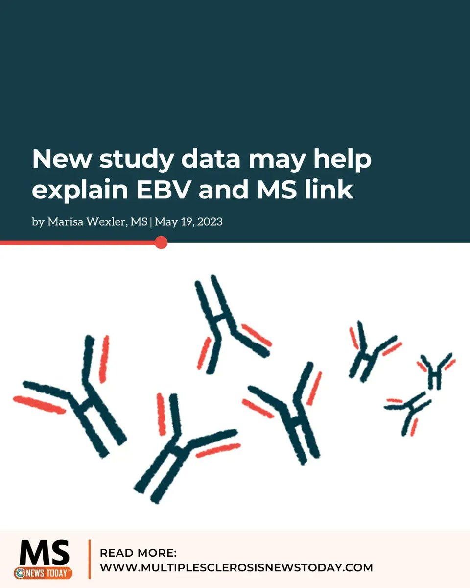 Immune cells that accidentally end up targeting a protein called CRYAB may help explain how EBV triggers MS. buff.ly/44mywZQ

#multiplesclerosis #msnews #msawareness #mscommunity