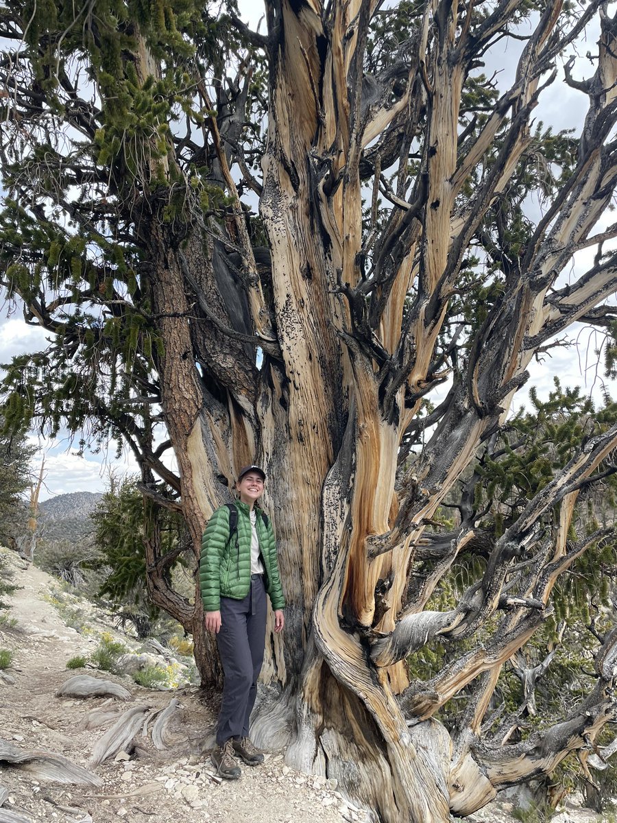 halley_mastro's tweet photo. Learning from the oldest living trees at #PaleoCAMP23 🌲🤯

#bristleconepines https://t.co/5Kj5Z81pyh