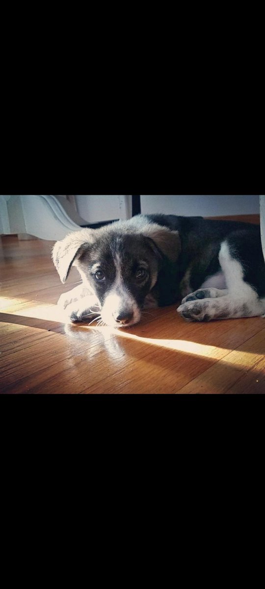 Ms_WattsUp's tweet photo. Hello twitterverse -- I am asking for your mutual aid and help. Our sweet babygirl, Pepper has been diagnosed with B-Cell Lymphoma. We are devastated and trying to keep our heads up about it--it is so scary and difficult to face death with your family so early. https://t.co/BwgAq1vRfg
