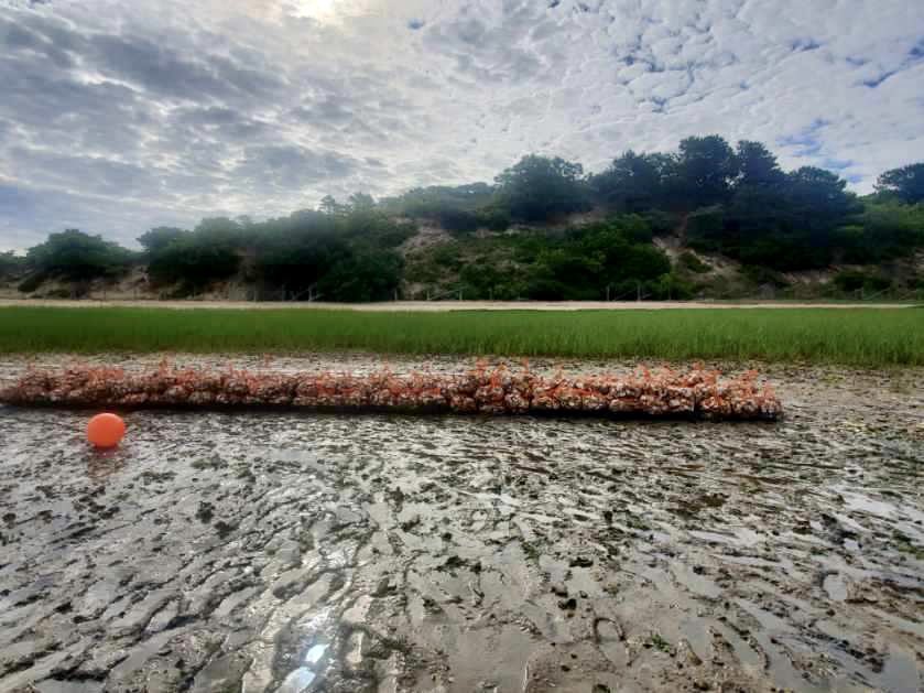 Our recycled oyster shells from summer ‘22 are in Wellfleet Harbor for the summer spawn. massoyster.org/blog/2023/6/27…