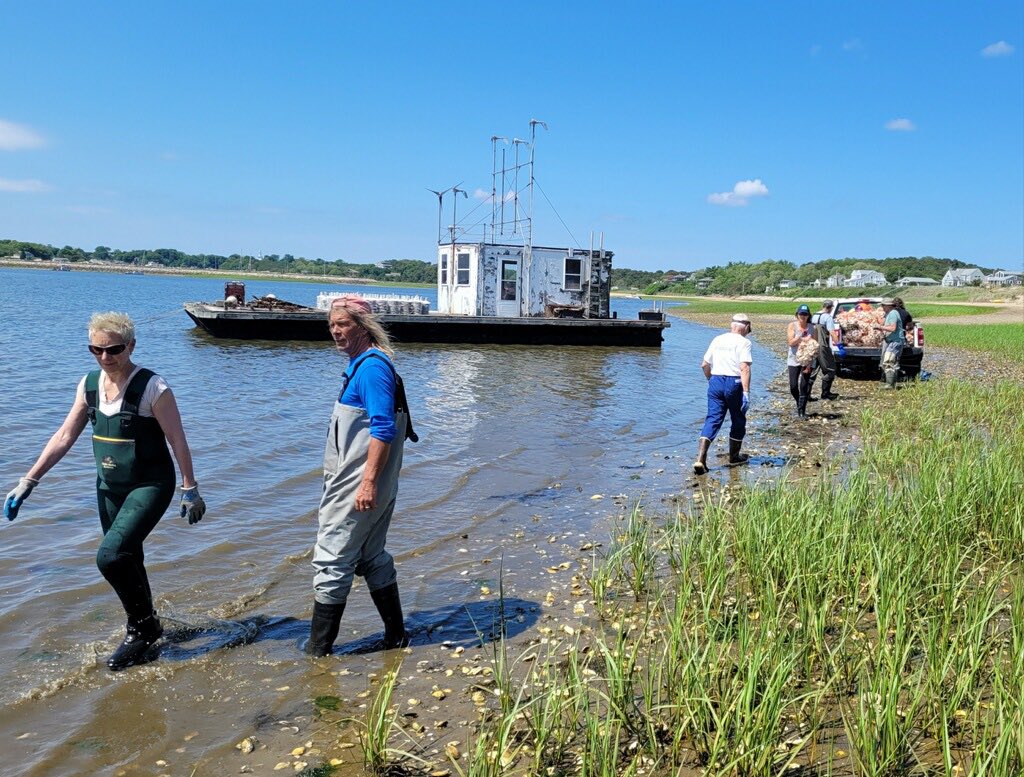 Mass Oyster Project tweet media