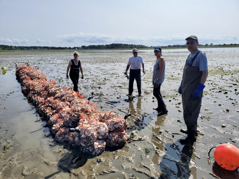 Mass Oyster Project tweet media