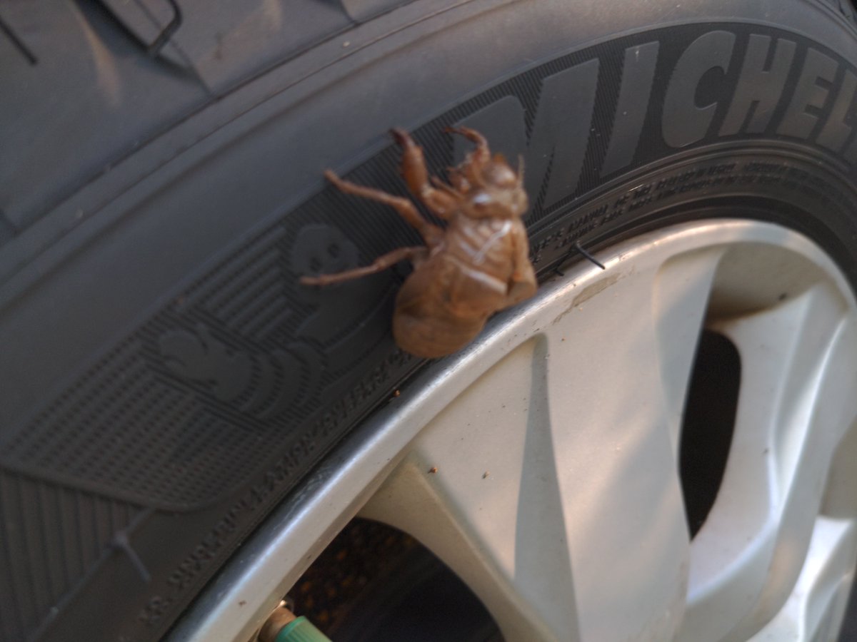 teejaygee's tweet image. I guess I haven't driven this car much lately...