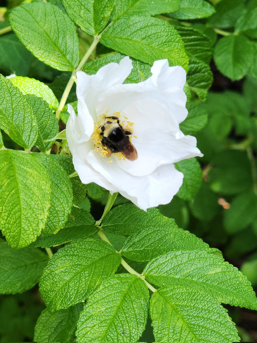 SeattleGrow's tweet photo. Bumble bee doing her chores https://t.co/7p3p6laapj