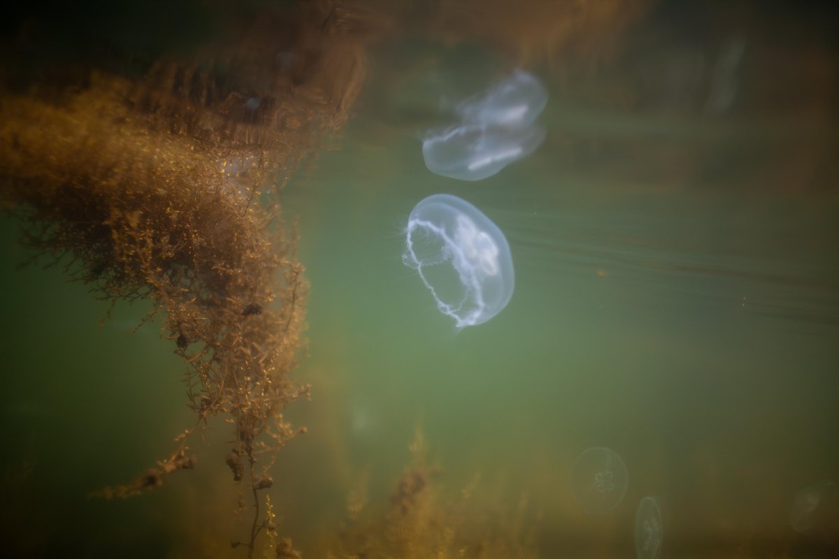 Jellyfish in Old Zeeland [by J_Moreelse]
