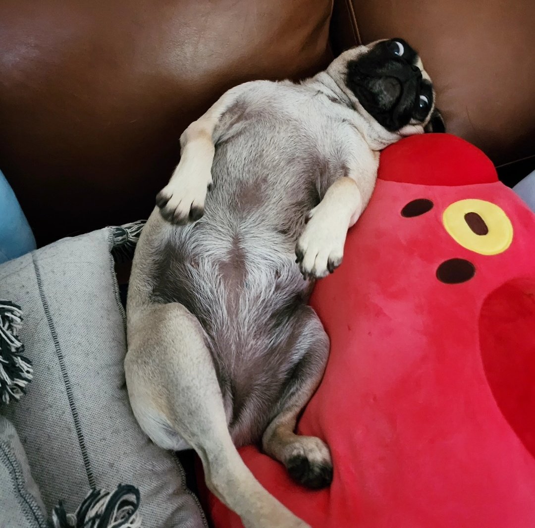 flora-ahn-on-twitter-pika-really-wants-me-to-rub-her-belly-pikapug