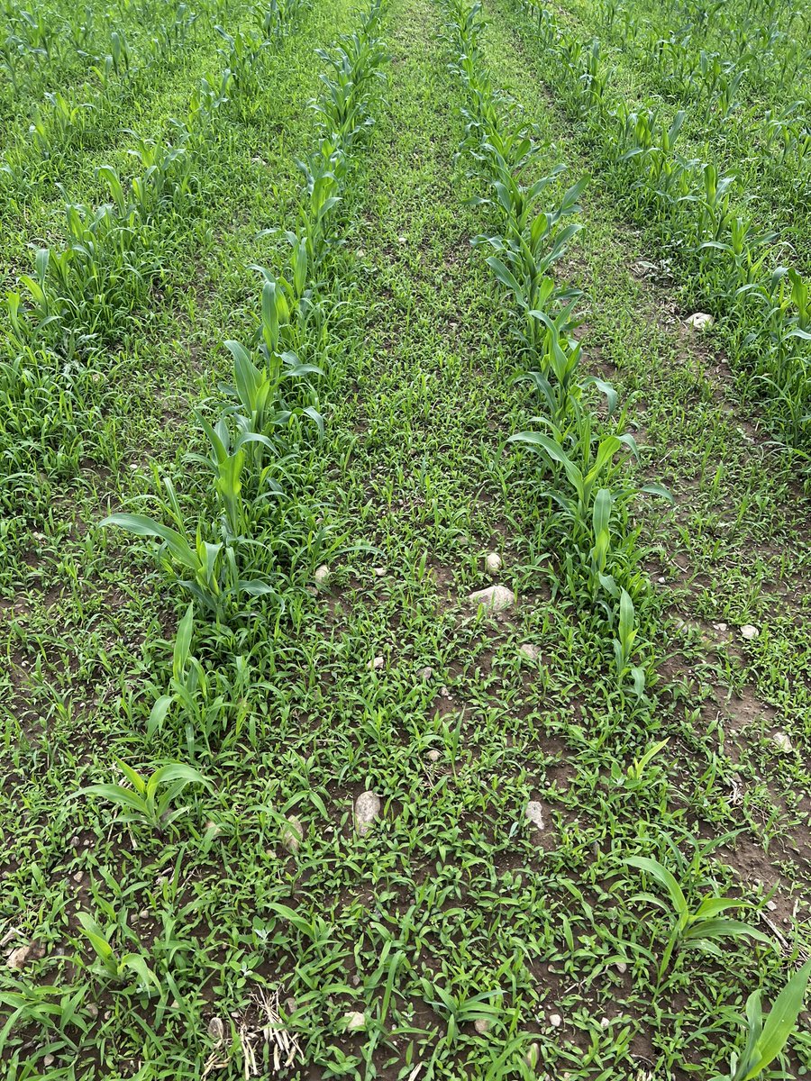 🇨🇦🇺🇸 Lynn Sosnoskie 🇺🇸🇨🇦 tweet media