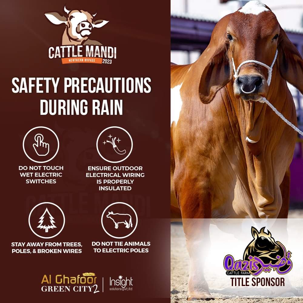 Ensure proper safety and follow below precautions during Rain.
.
.
#cattlemandi2023  #Qaziscattle #rainprecautions #latestupdate #rain #Karachi