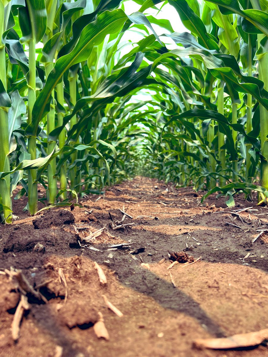 Faith Lois tweet media