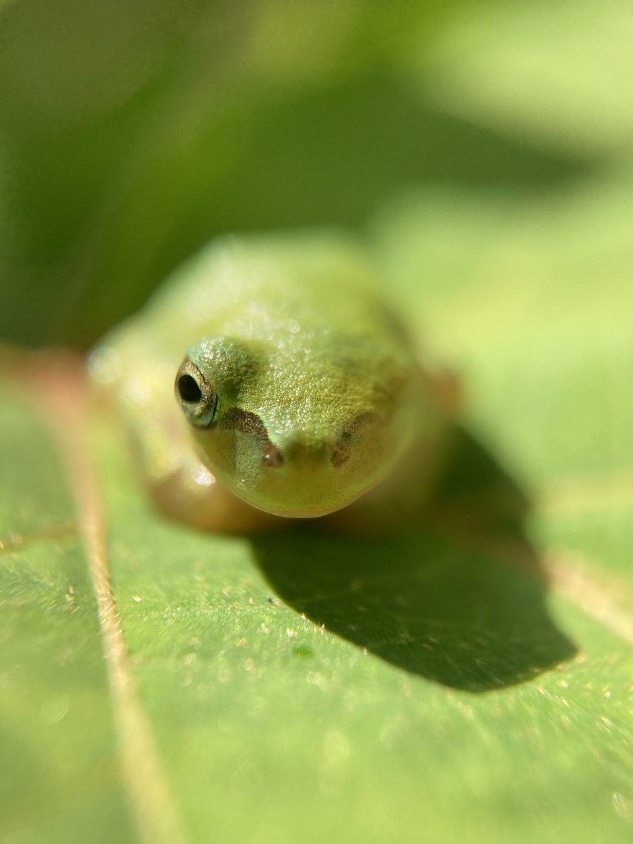 norio_nomura's tweet image. #隻眼の雨蛙 #oneeyedfrog #ニホンアマガエル #日本雨蛙 #hylajaponica #JapaneseTreeFrog #🐸 #蛙 #frog #7x #macro #olloclip @ 弥厚公園