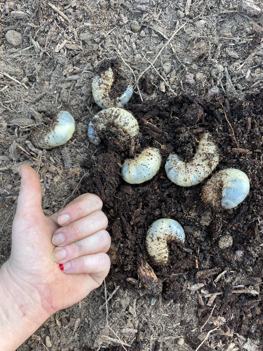 Can’t believe I went full Hobbit within 2 years of getting my own Hobbit hole. I’m even dating Samwise Gamgee (skinny 6’3 Australian version thereof). Check out these curl grubs I unearthed! They’re edible! In answer to your next question, no.