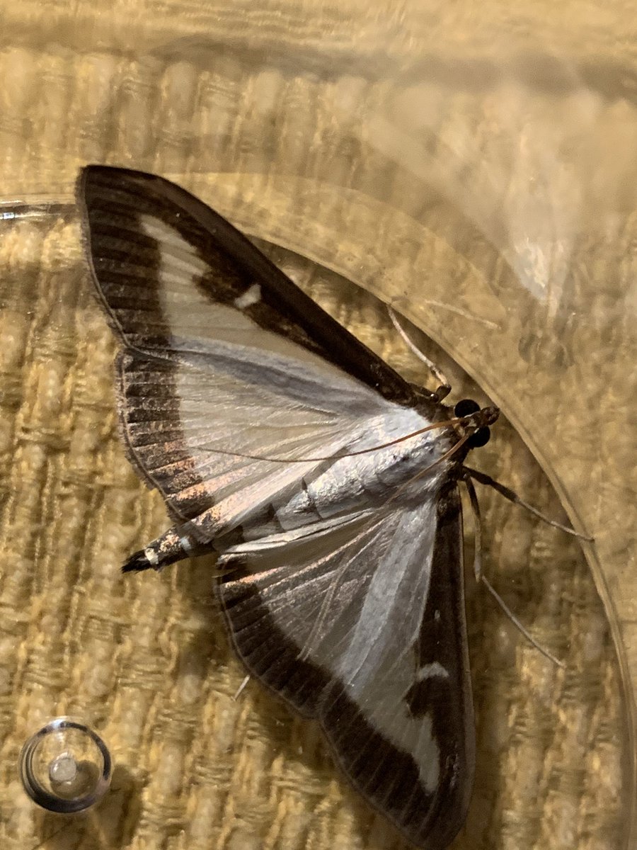 Treated to a visitation by a box tree moth this evening. Never seen one before. Luckily there is no box growing near us, so I could just enjoy looking at it. #moths #lepidoptary (Seen here caught under a glass.)