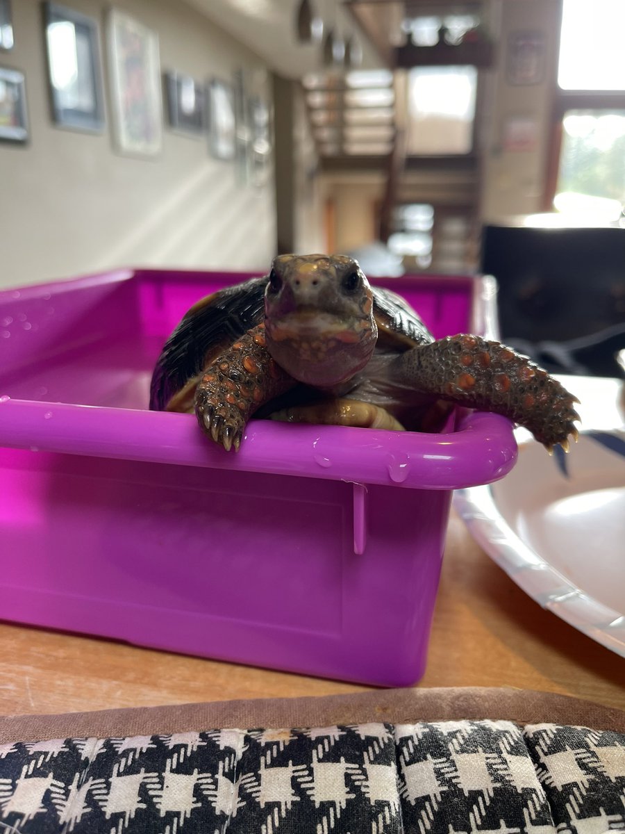 BodnarPrincipal's tweet photo. Day 18 of Ms. Frizzle, our @asdcentral 3rd grade class pet, sitting. She enjoys long walks up the driveway, eating pineapple and warm baths. 🐢 #lifeofaprincipal #tortouis #redfooted #science https://t.co/vomZpYnd8s