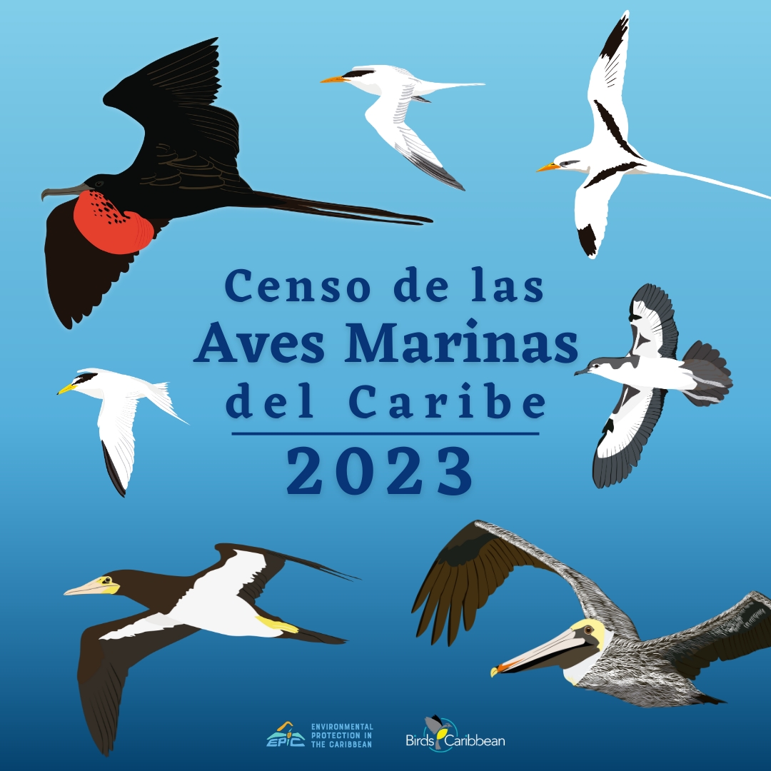 Join the ✨2023 Caribbean Seabird Census📷 and help create a better future for our #seabirds. Check our webpage for #resources to help you carry out your #surveys: bit.ly/CaribSeabirdCe… @YvanSatge @EPICislands @RhiAustin #CaribSeabirds #CSC2023