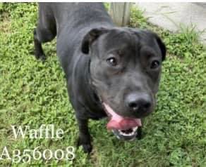 RoCoGB's tweet photo. 🆘WAFFLE
#A356008
🔥DIES 6/30🔥
❌2 young 2 DIE - 13mths❌
WAFFLE blossoms once she knows you
She longs 4 love & affection
So happy doing zoomies
Wants 2b interactive & social with other🐕🐕🦺
WAFFLE’s got her whole life ahead
Can U Help give her a chance?
Plz #Pledge 4 WAFFLE
CorpusChristi ACS TX