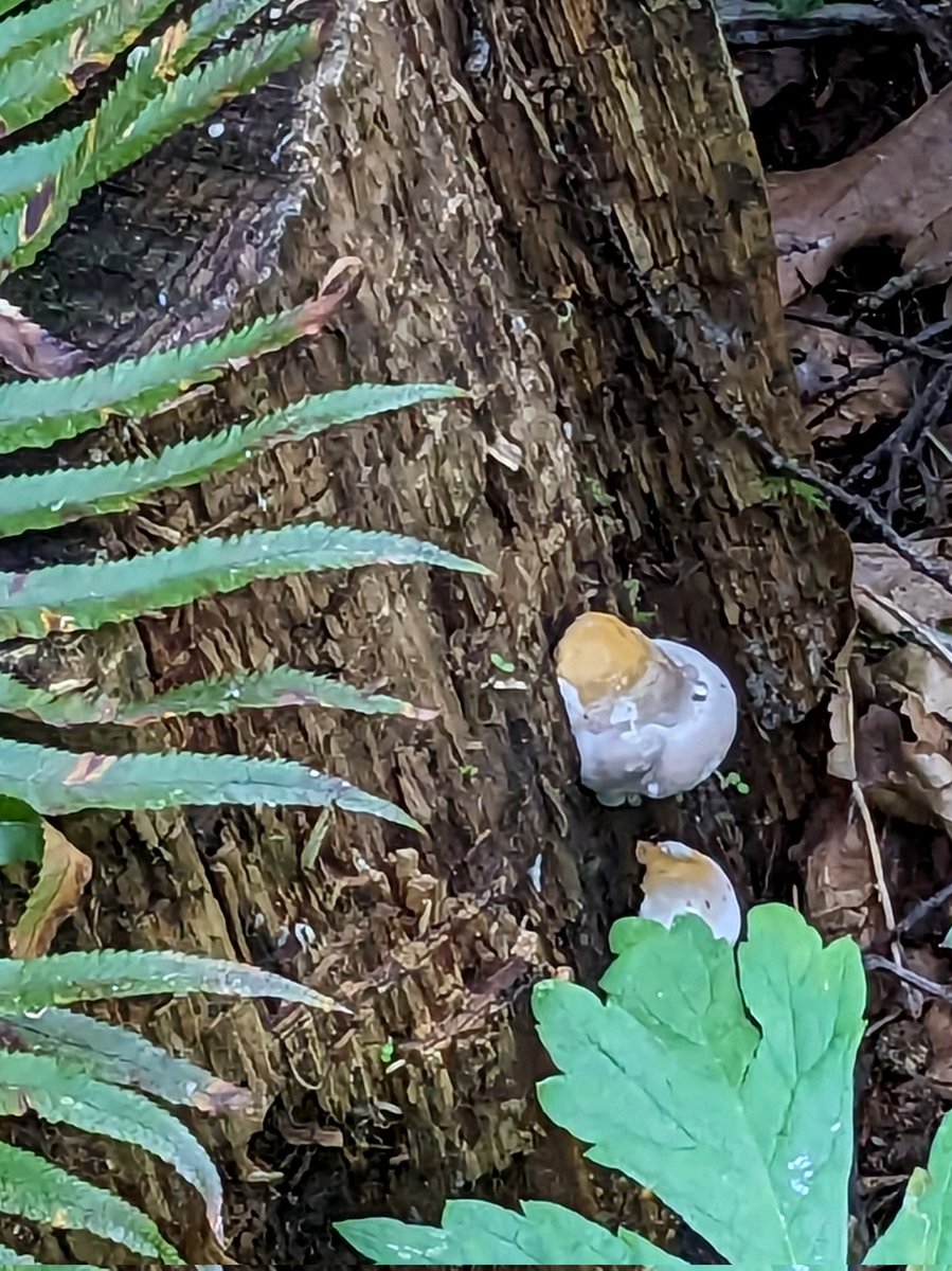 Wild Spirit Traveler tweet media