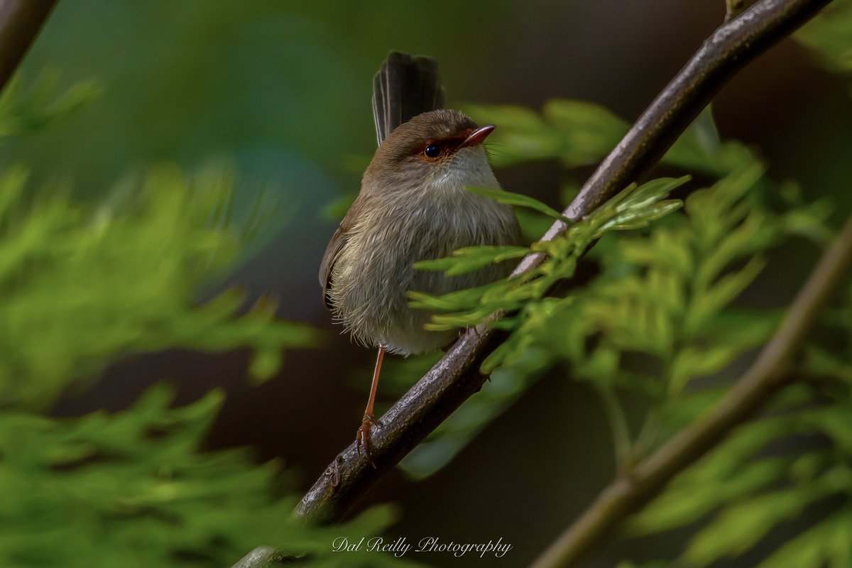 A female Superb Fairy-wren in the paddock.Have a great Wrensday🙂🐦 #BirdlifeOz #wrensday #birdsinbackyards #abcaustralia #abcmyphoto #visitgippsland #MyNikonLife  #BirdsSeenIn2023 #ausgeo #abcgippsland #Gippsland #birdphotography #birds #nikonaustralia #nikond850📷