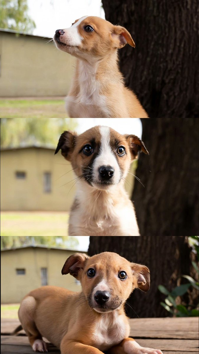 Ellos son apenas algunos de los más de 300 perros que están en el refugio de Venado Tuerto. Me ayudan a difundir? ❤️😭