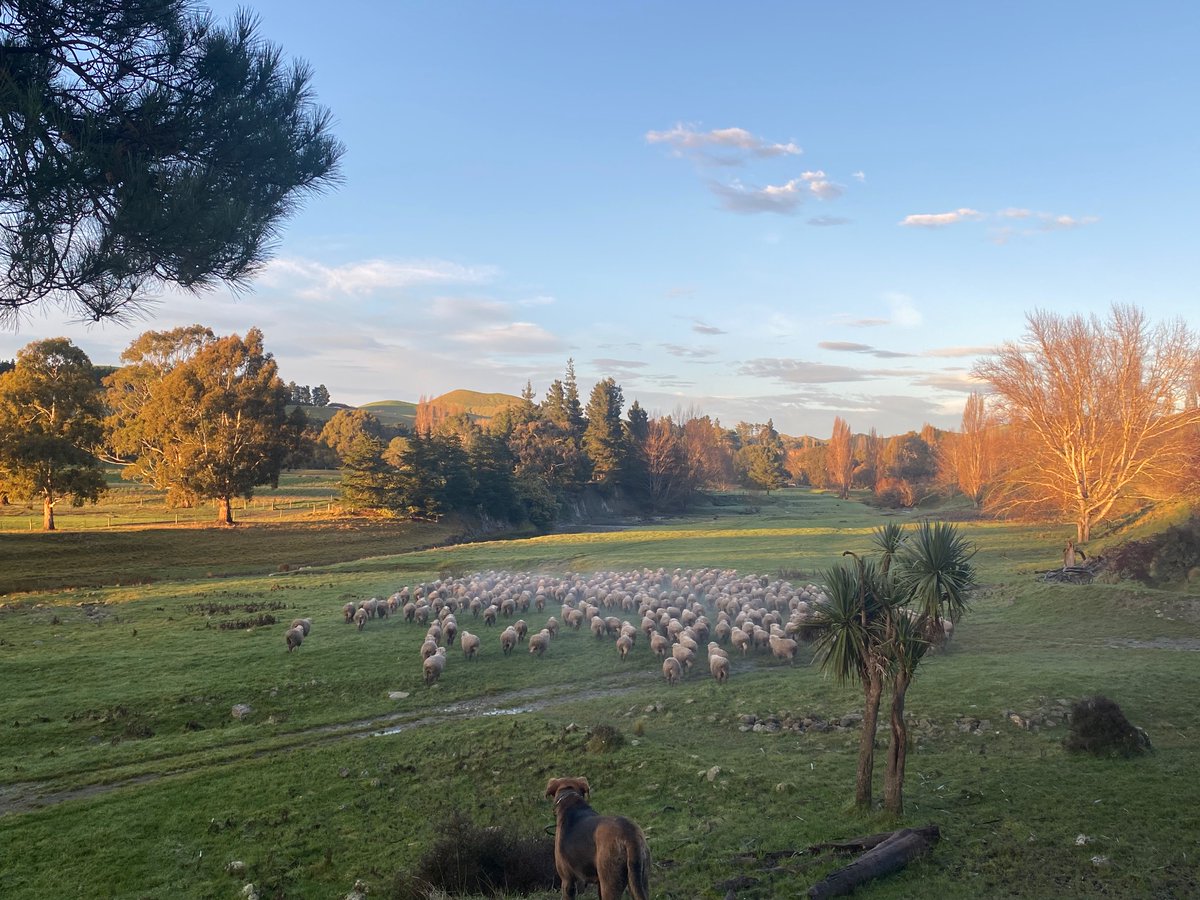 Some commercial 2 tooth halfbred ewes on the move. 

It’s challenging weather to get sheep dry for shearing. 

 Fleece structure is key. A fleece that repels water is a lot easier to get dry that one that is soaked to the skin.