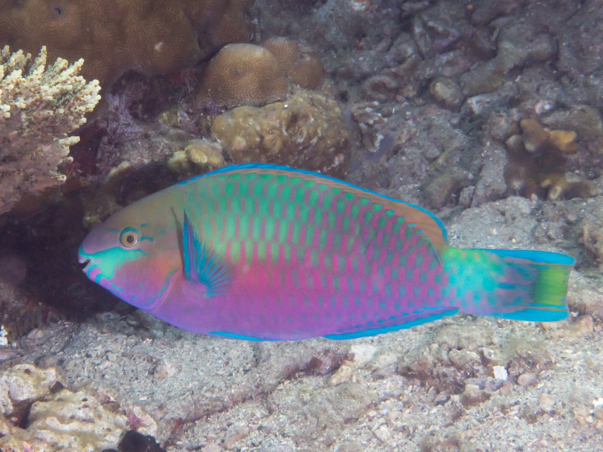 aqualuvsuotd's tweet photo. ꒰ quoy’s parrotfish (scarus quoyi) 🪸 https://t.co/ICGLrBhCza
