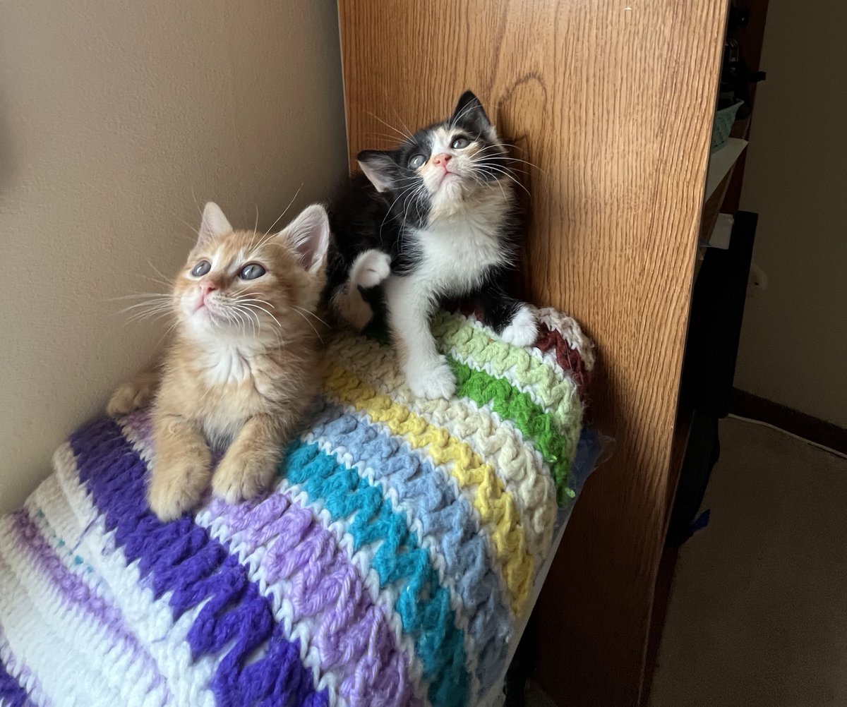 LRKSaurs's tweet photo. My foster babies go in for adoption tomorrow and I am not ok. This part is really hard. 😭😭 #kittens #catsofinfosec #CatsAreFamily https://t.co/eFhDyWZNlw