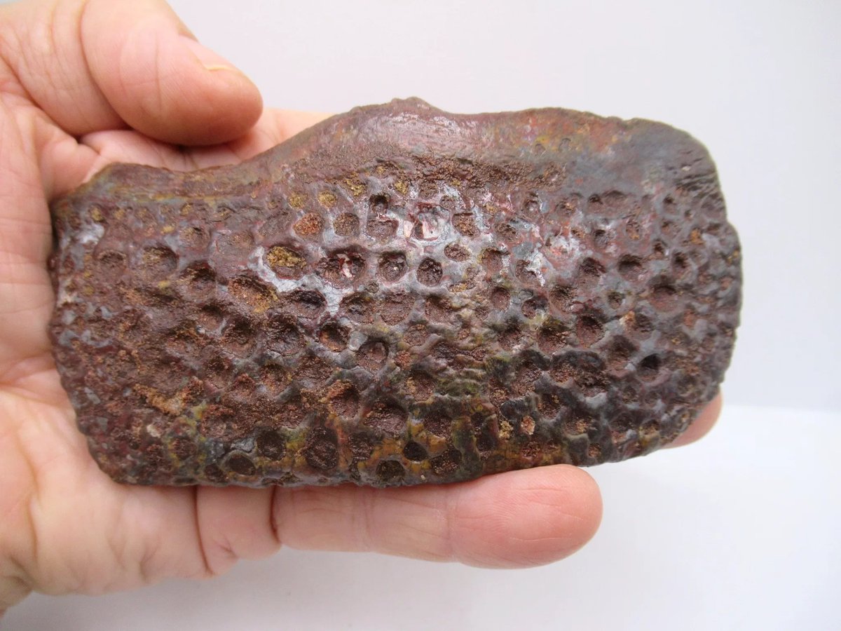 indiana9fossils's tweet image. Cretaceous Crocodile Scute #51
$110.00
Click on the link below to order today!
prehistoricfossils.com/product/cretac…

#cretaceous #crocodile #crocodilescute #fossils #fossilcollector #fossilsforsale #fossilstore #lovefossils #croc #crocodiles #crocodilefossils #FYP