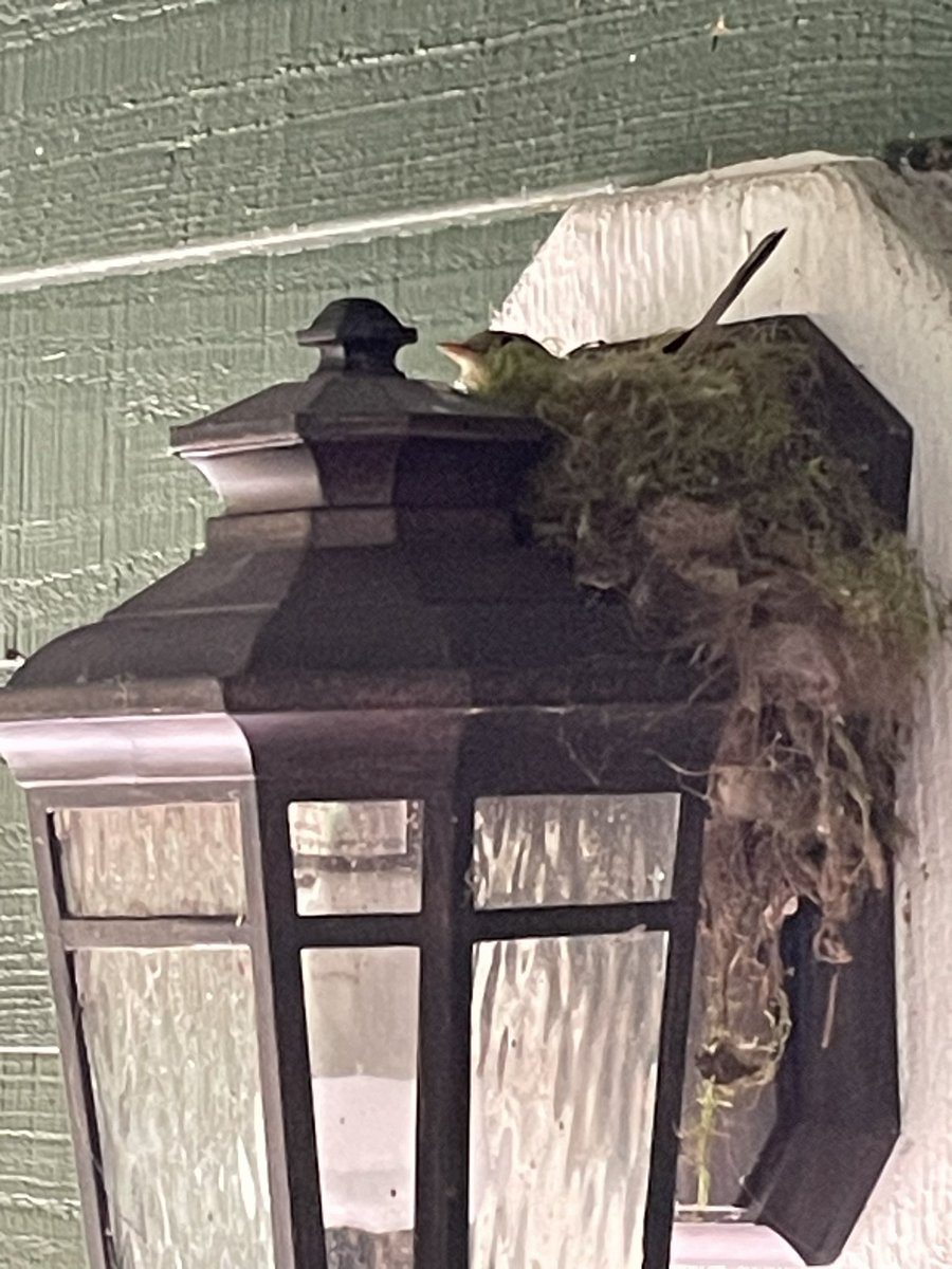 Mama bird chose our front door light for her nest. Flies at anyone who dares to visit. ❤️#spring #birding