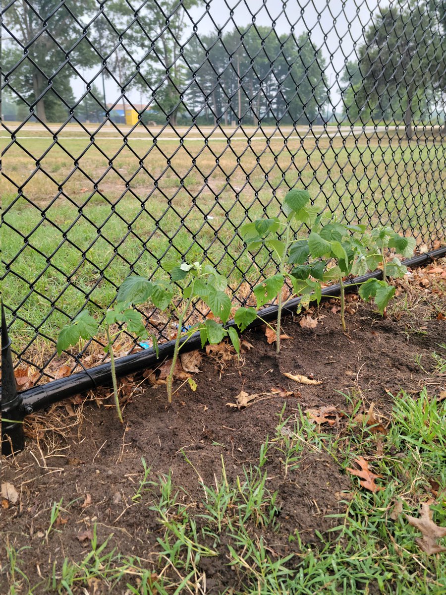 MrsMassWOPC's tweet photo. @WOPublicSchools @WOPineCreek    Thankful to the parents and staff who have come to help  care for our PC Garden. We have lettuce, tomatoes, green peppers, jalapeños, pumpkins and the newest addition raspberry plants. https://t.co/4o2Vu8i4Ne