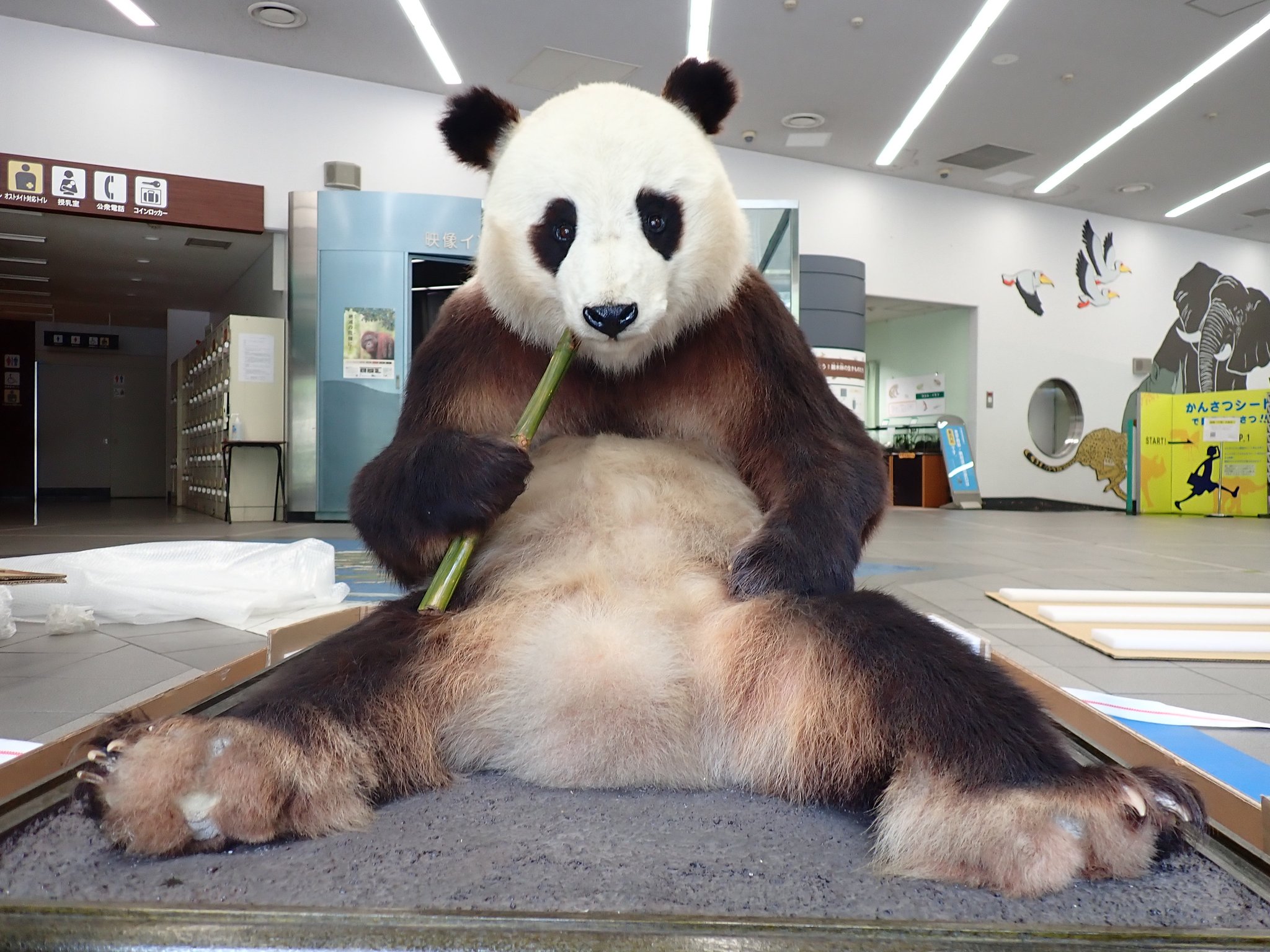 多摩動物公園［公式］ on X: 